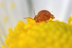 Sminthurus hispanicus