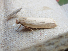 Gonioterma mistrella