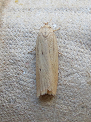 Gonioterma mistrella