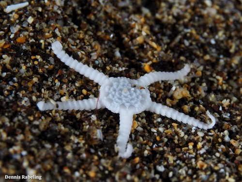 Ophiolepis paucispina in life