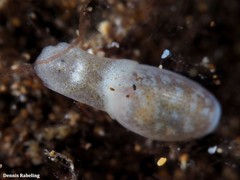 Roxaniella jeffreysi