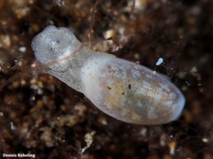 Roxaniella jeffreysi