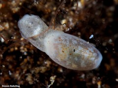 Roxaniella jeffreysi