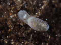 Roxaniella jeffreysi