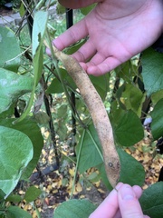Phaseolus coccineus