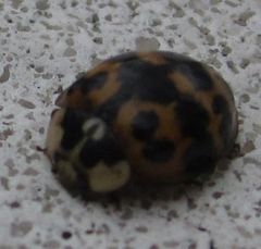 Harmonia axyridis