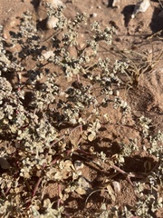 Tidestromia lanuginosa