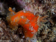 Plocamopherus maderae