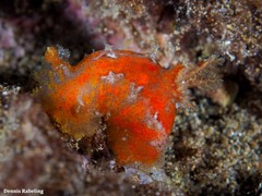 Plocamopherus maderae
