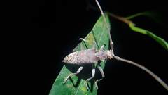 Acalolepta rusticatrix