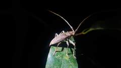 Acalolepta rusticatrix