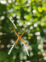 Argiope minuta