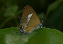 Horaga onyx