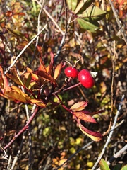 Rosa glauca
