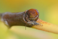 Homotoma ficus