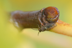 Homotoma ficus