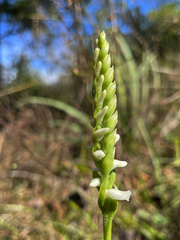 Spiranthes triloba