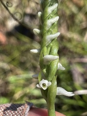 Spiranthes triloba