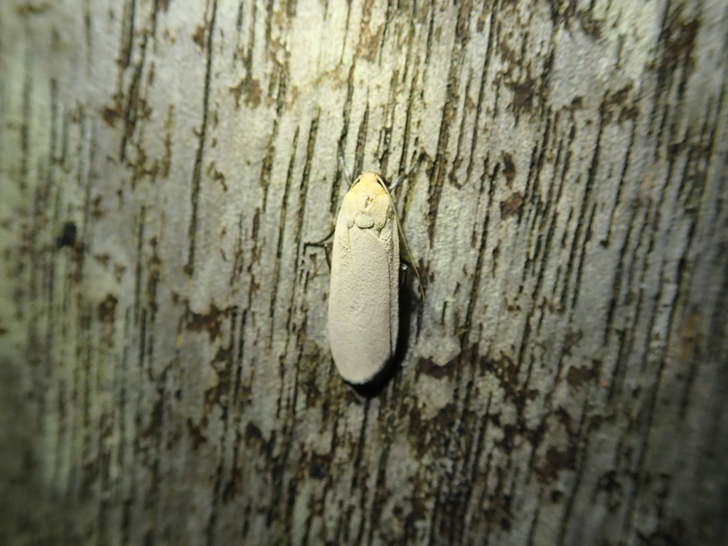 Eilema ranrunensis