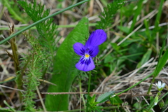 Viola lutea lutea