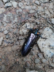Megaloxantha