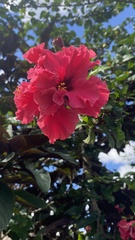 Hibiscus
