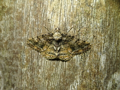 Alcis taiwanovariegata