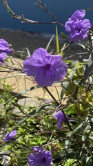 Ruellia simplex