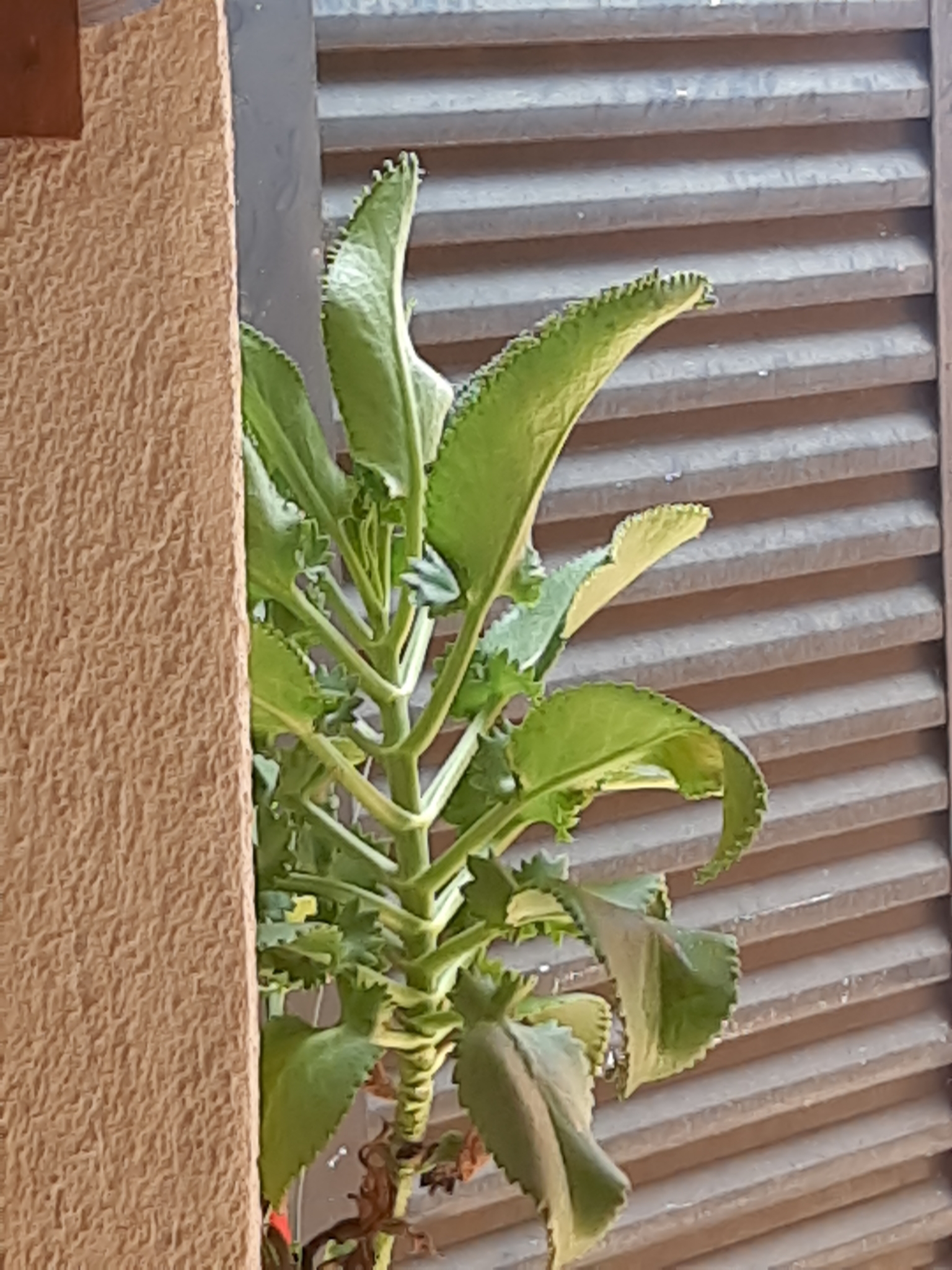 Kalanchoe laetivirens