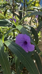 Ruellia simplex