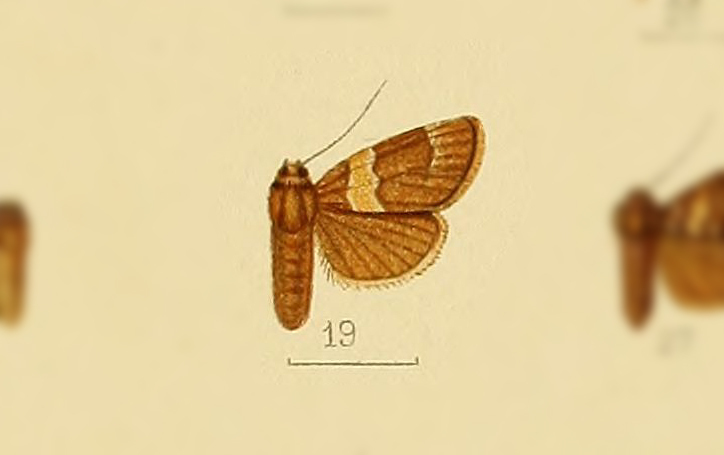 Ozarba ochrizona