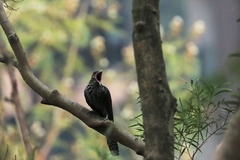 Eudynamys scolopaceus