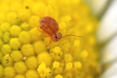 Sminthurus hispanicus