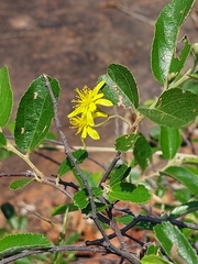 Grewia rogersii