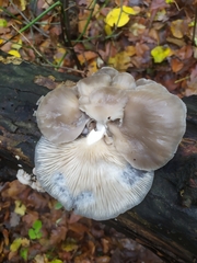 Pleurotus ostreatus