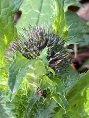 Carduus crispus