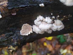 Schizophyllum commune