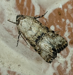 Sympistis occata