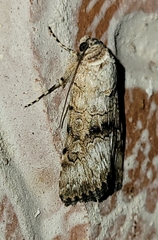 Sympistis occata