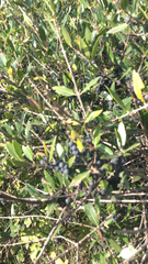 Phillyrea angustifolia