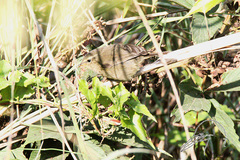 Phylloscopus fuligiventer