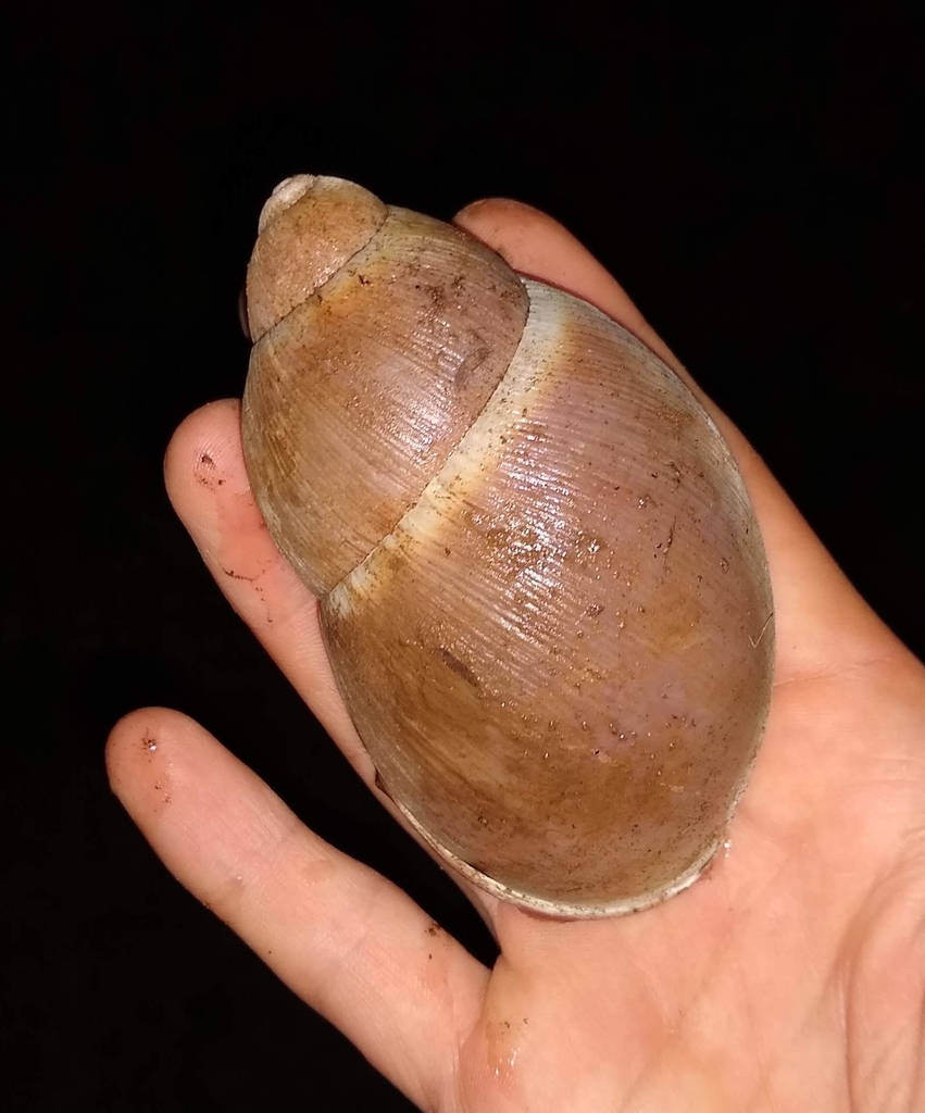 Megalobulimus sanctaepauli