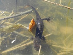 Triturus carnifex