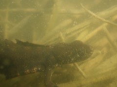Triturus carnifex