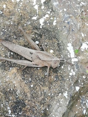 Xyleus discoideus