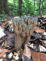 Phaeoclavulina cyanocephala