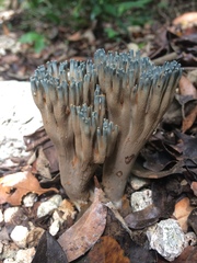 Phaeoclavulina cyanocephala