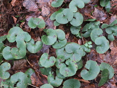 Asarum europaeum