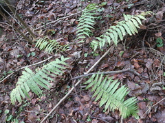 Dryopteris filix-mas