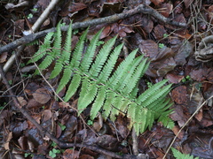 Dryopteris filix-mas
